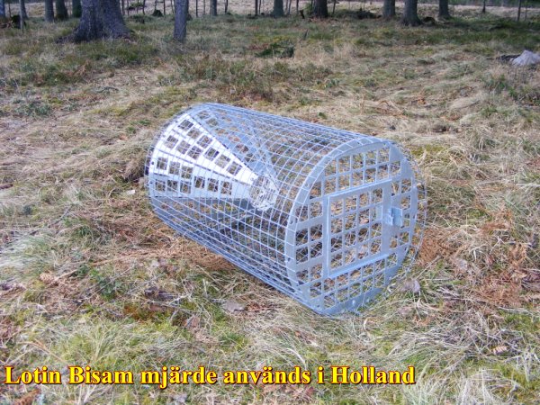 Lotinfälla