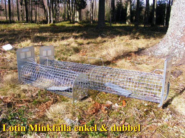 Lotinfälla
